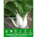 NCC01 Xuema OP quality chinese cabbage seed, baicai seeds